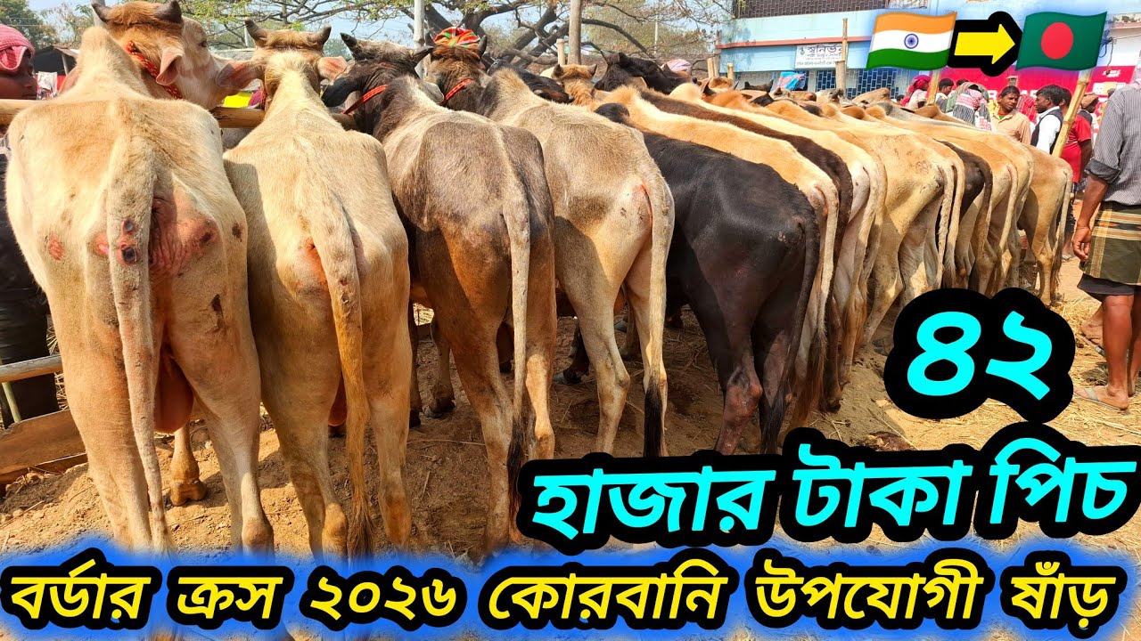 ০৫/০৩/২৬/ 🇮🇳 ৪২ হাজার টাকা পিচ থেকে শুরু বর্ডার ক্রস ২০২৬ কোরবানি উপযোগী ২ দাঁতের ষাঁড় গরু #cow 