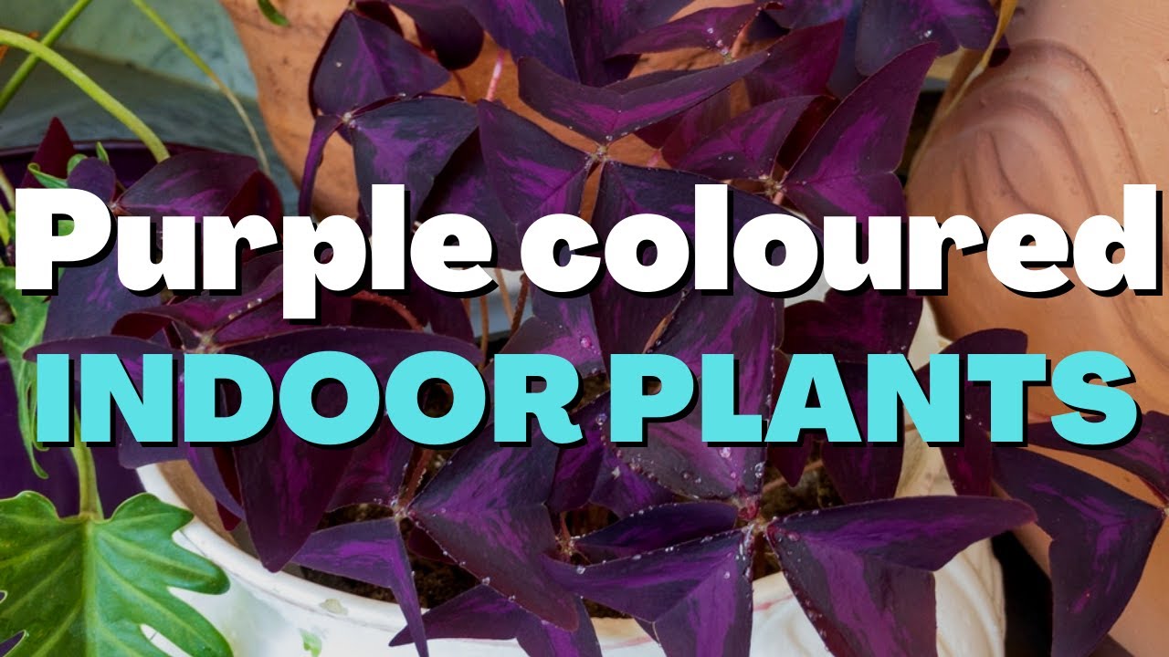 Purple Coloured Indoor Plants | Purple houseplants