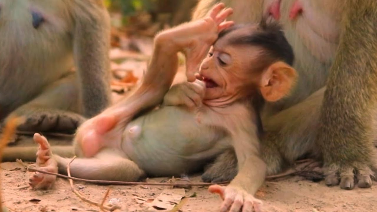 Lovely Cute Baby Monkey Happy Time