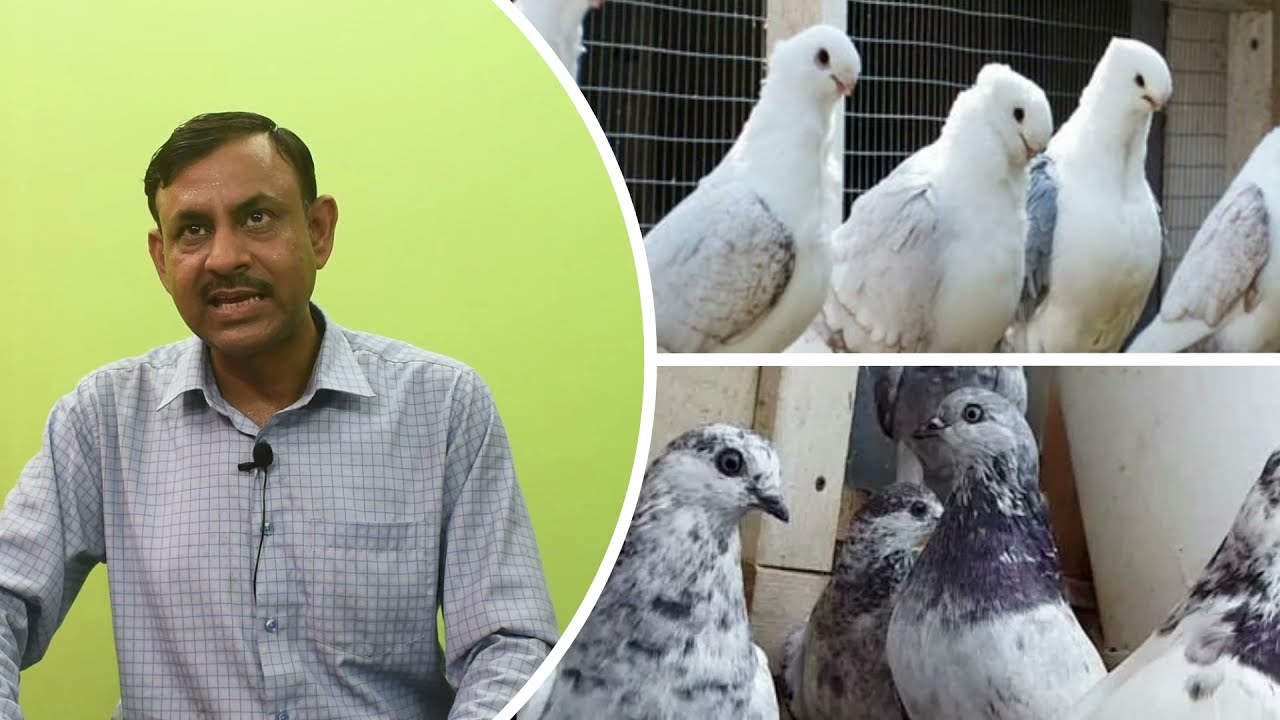 पक्षियों और कबूतरों के पैरो में गाठे क्यों हो जाती हैं जानिये उपचार  Gout In Birds Dr Nagender Yadav