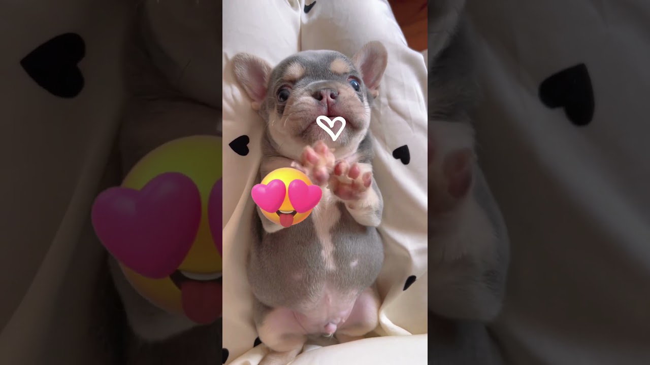 🐶 Cutest Puppy Ever! 😂 Funny Dog Videos 