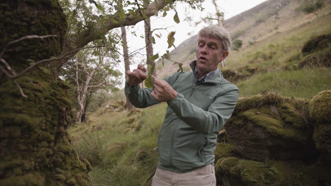 Ireland&rsquo;s Native Trees - EPISODE 3 WYCH ELM
