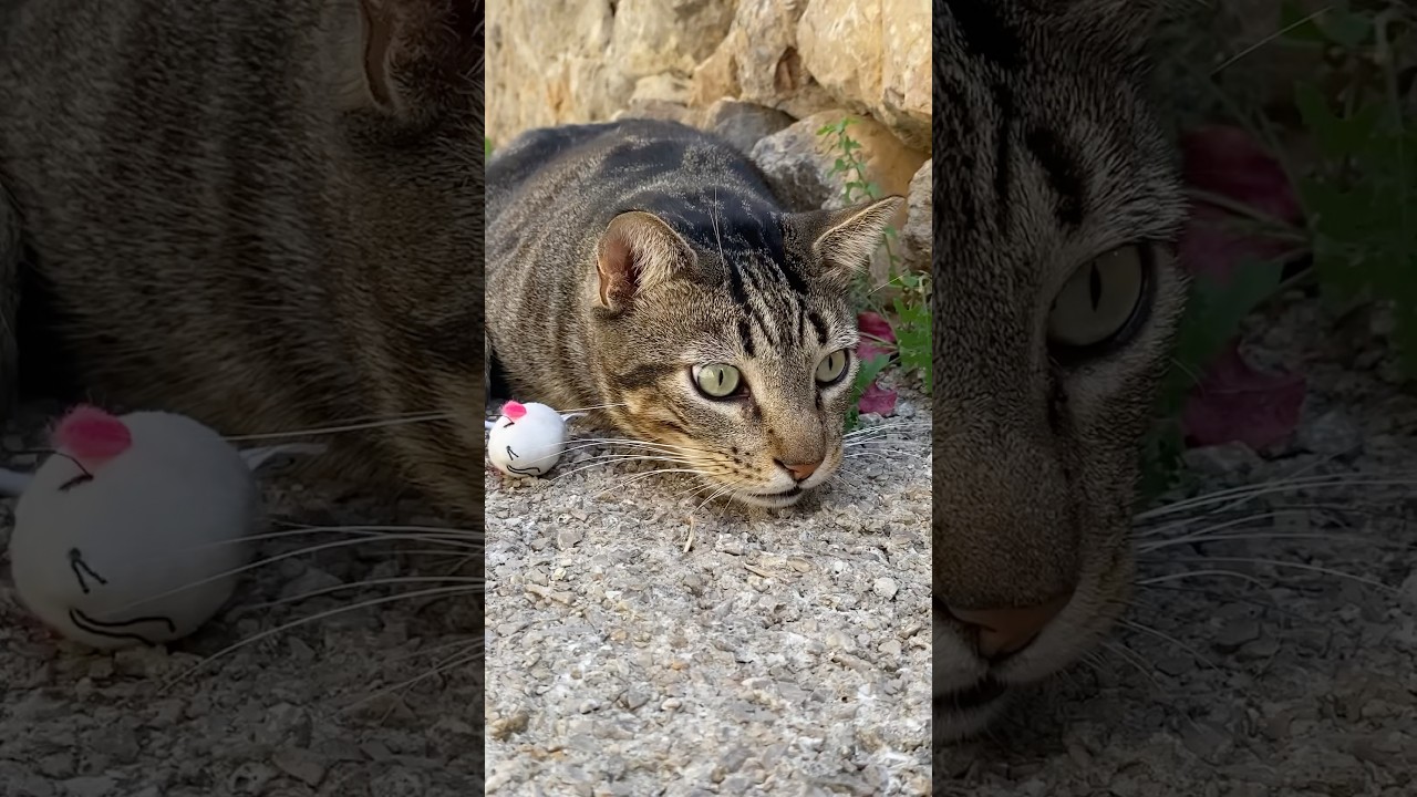 El Gato Tabby Hermoso 😍 #tabby #tabbycat #cat #short #youtubeshorts #cute