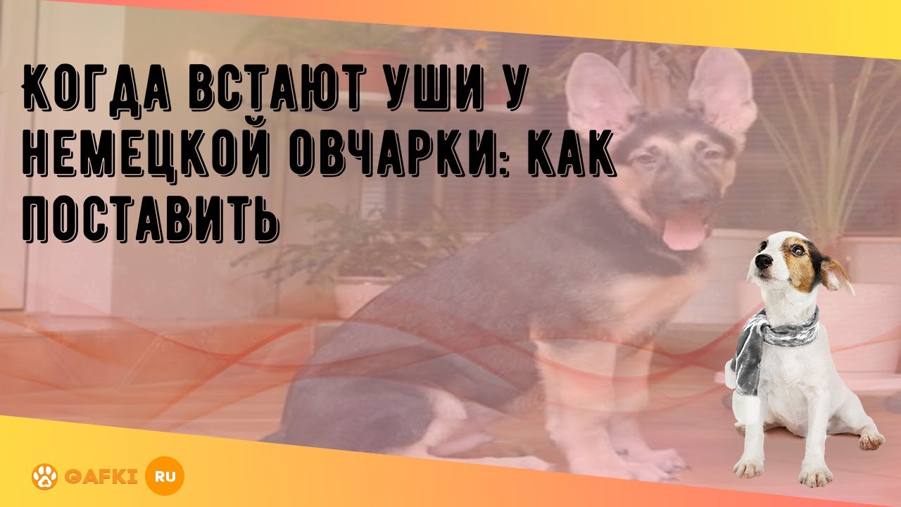 Когда встают уши у немецкой овчарки: как поставить