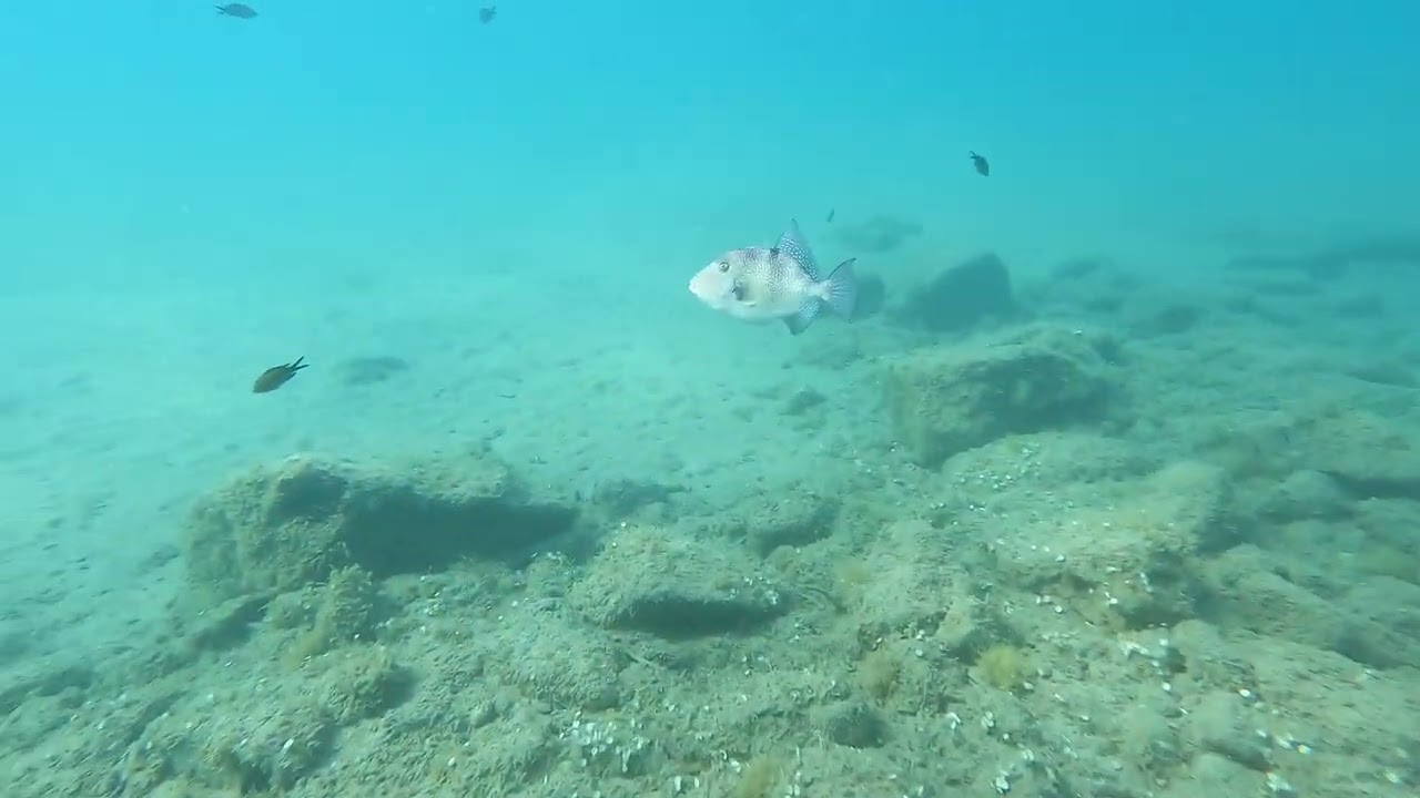 Nel mar Ligure - Pesce Balestra - Grey triggerfish