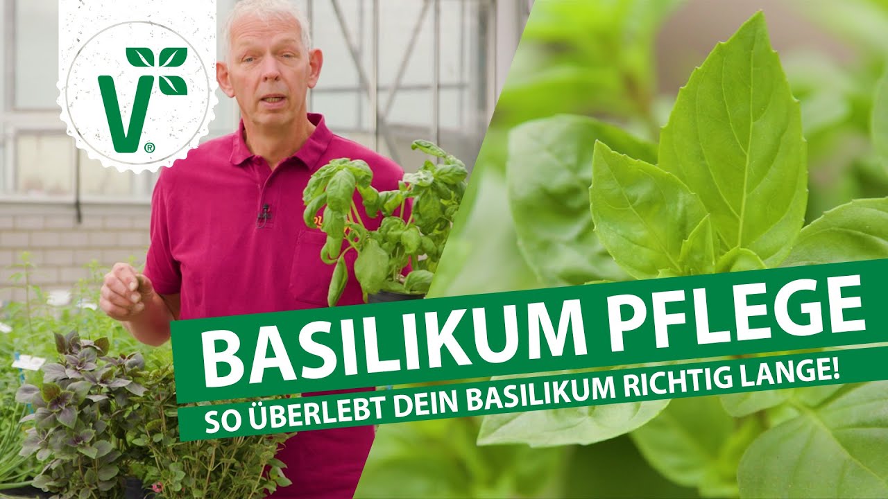 Basilikum Pflege - So &uuml;berlebt Dein Basilikum richtig lange!