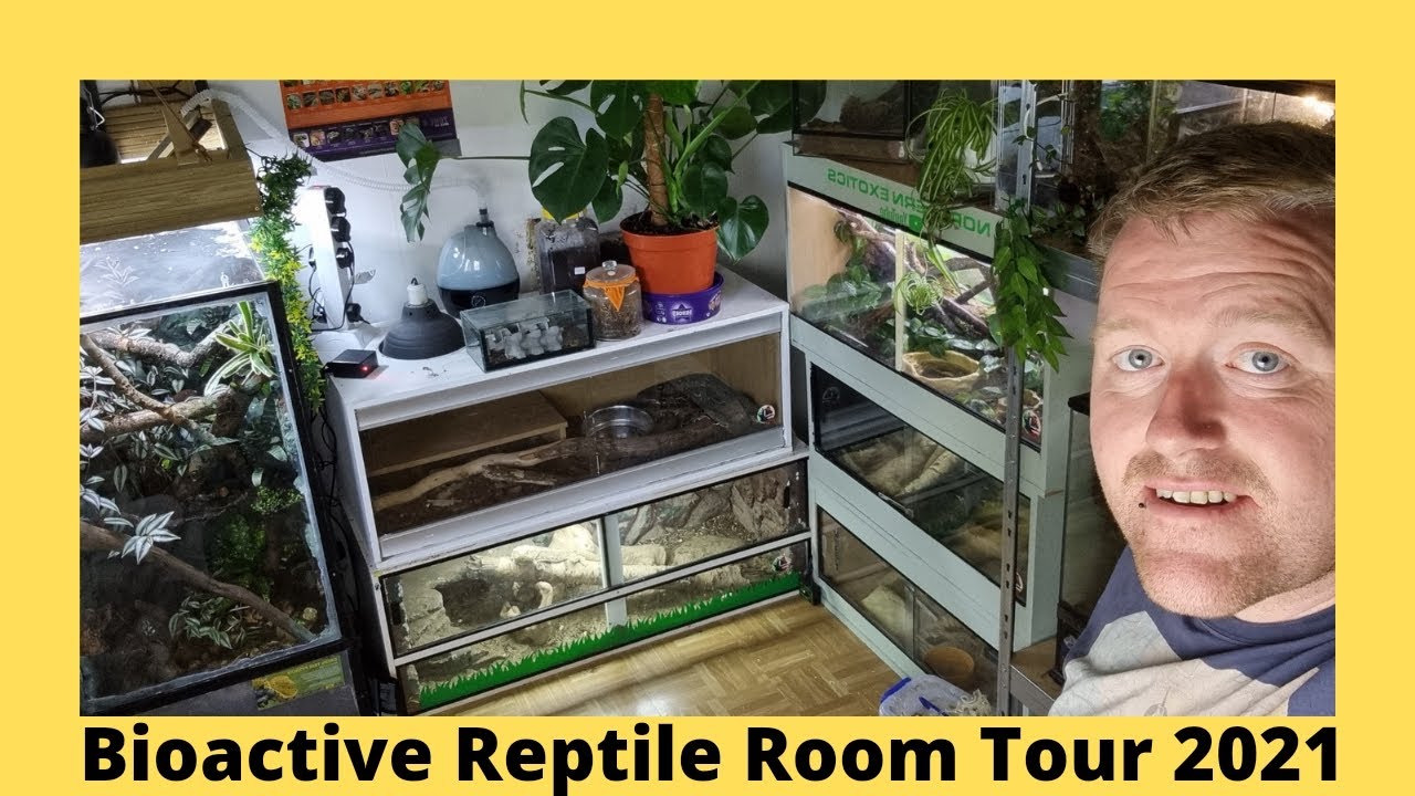 Bioactive Reptile Room Tour 2021 || Northern Exotics