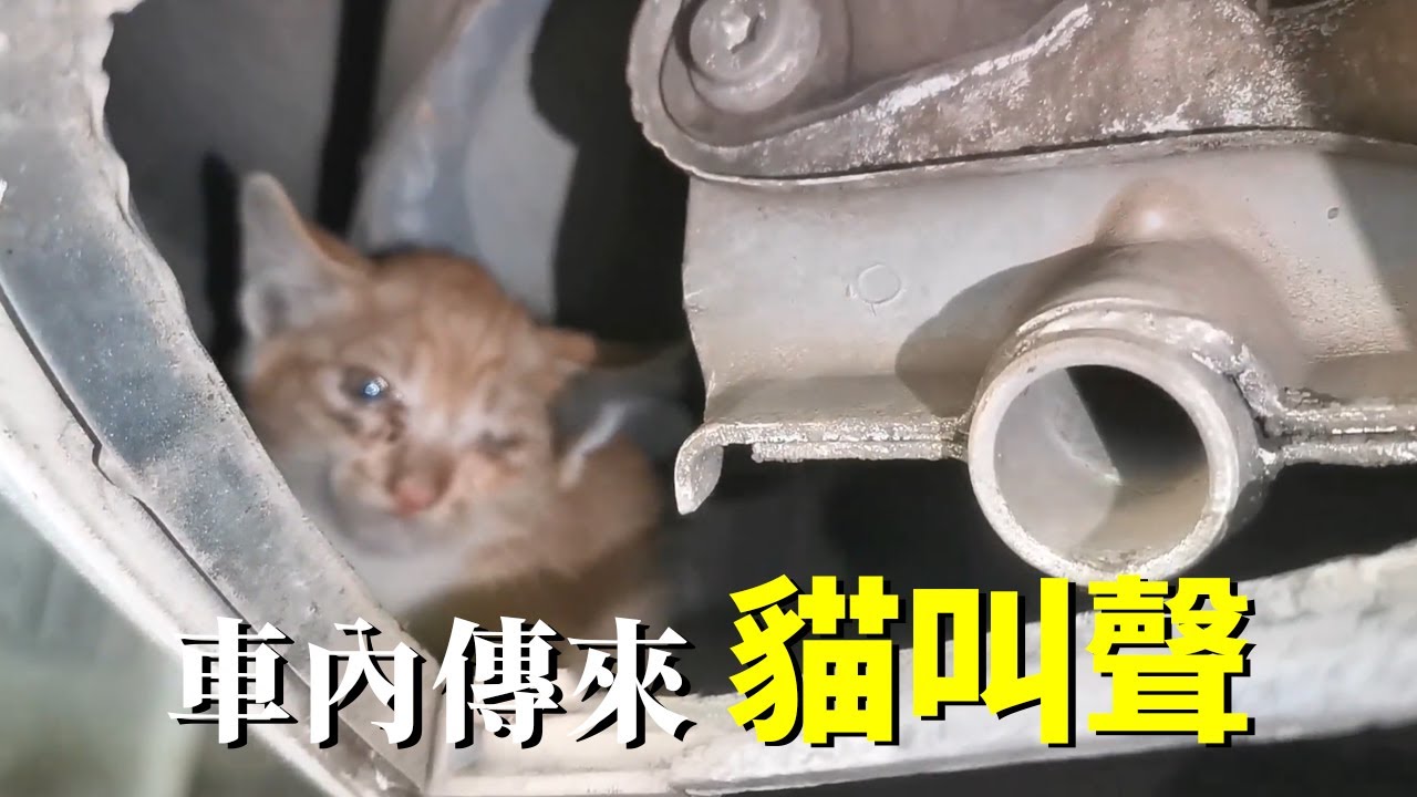 三天沒開車，車裡多了一隻小貓！