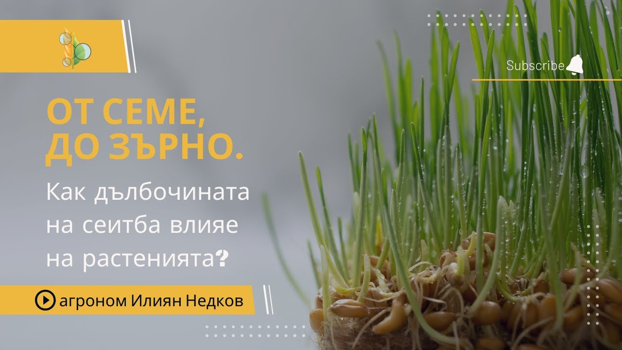Как дълбочината на сеитба влияе на развитието на растенията?