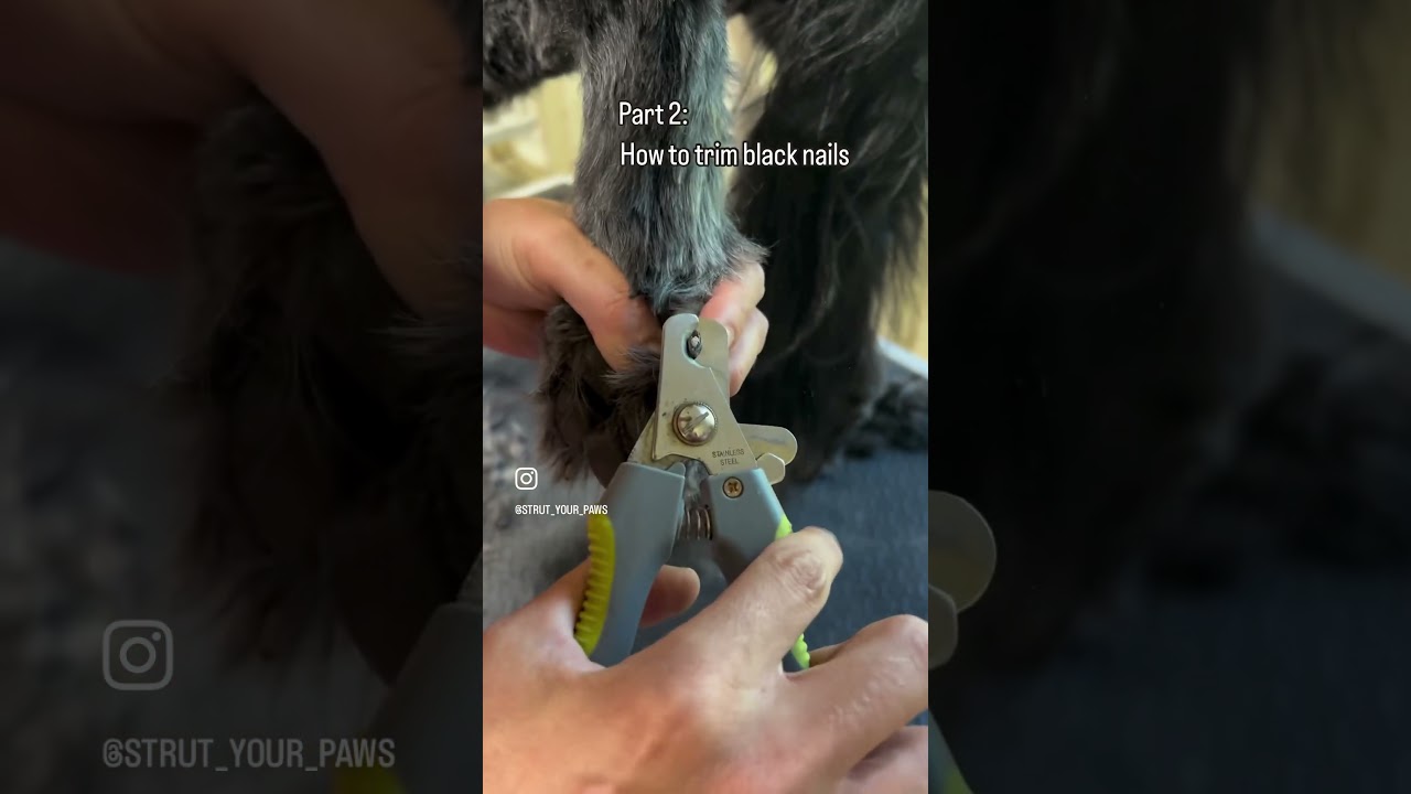 Cutting black nails #abovethestandard #doggroomingtips