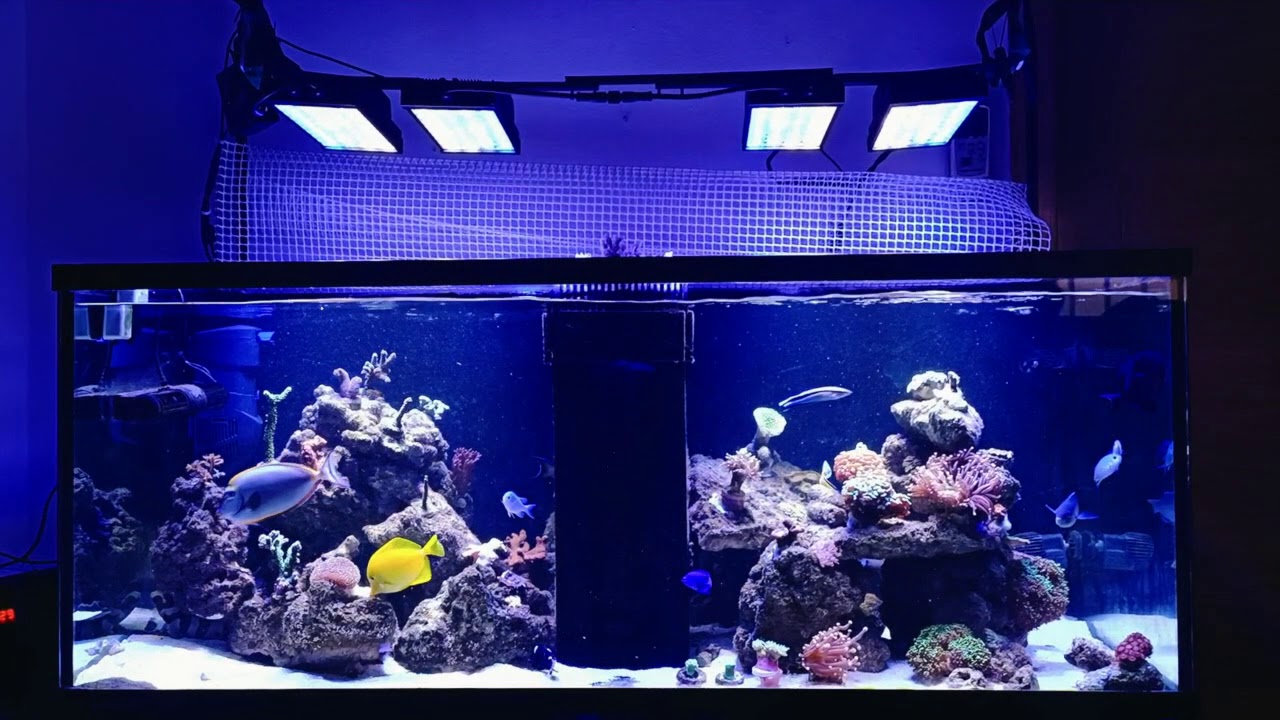 OZONO EN MI ACUARIO MARINO