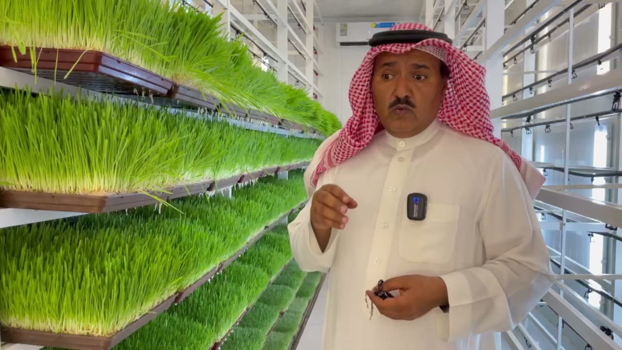 استنبات الشعير في شركة صفوة الألبان