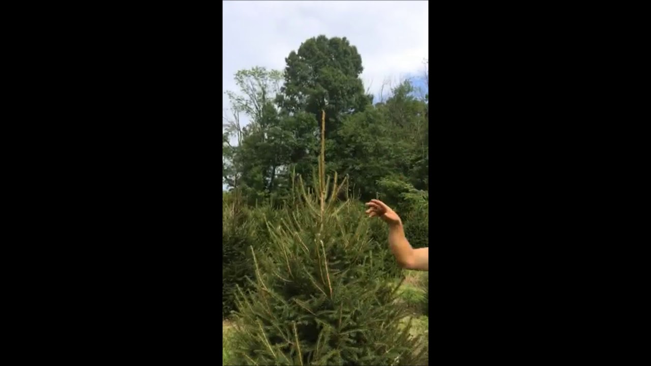 Trimming Evergreen Trees    Norway Spruce Trees