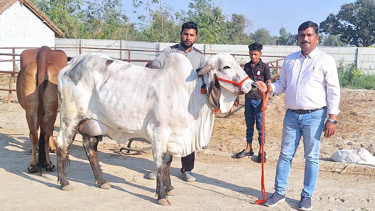 👌🌳 देंखें टाॅप गिर व साहीवाल गाय उपलब्ध लखनऊ में  || radheshyam dairy farm | gir | sahiwal | #cow 