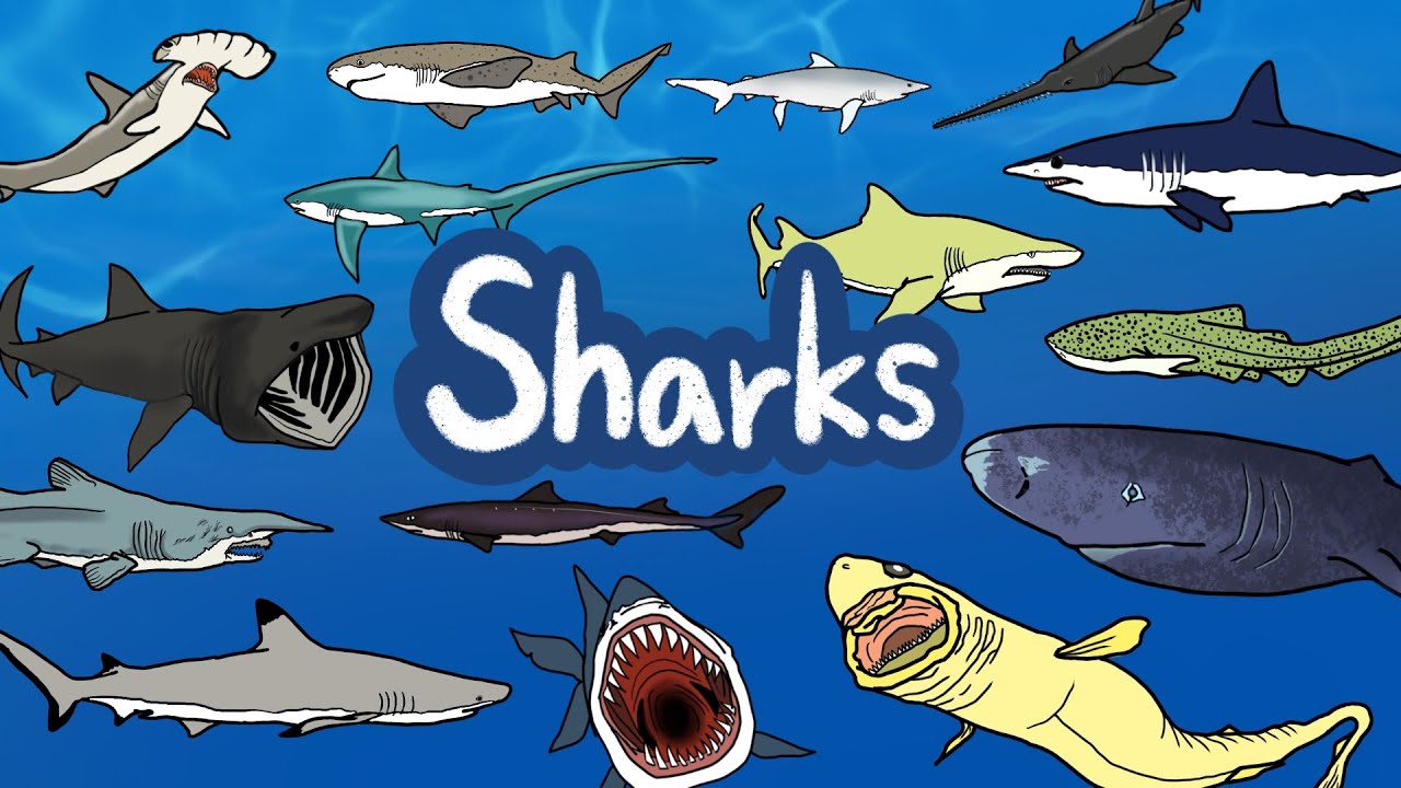 Sharks | What kind of Sharks live under the sea? |  Kids Draw