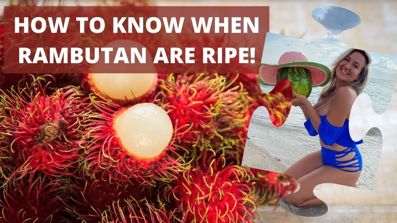 The Secret Ways To Know When Rambutan Are Actually Ripe!