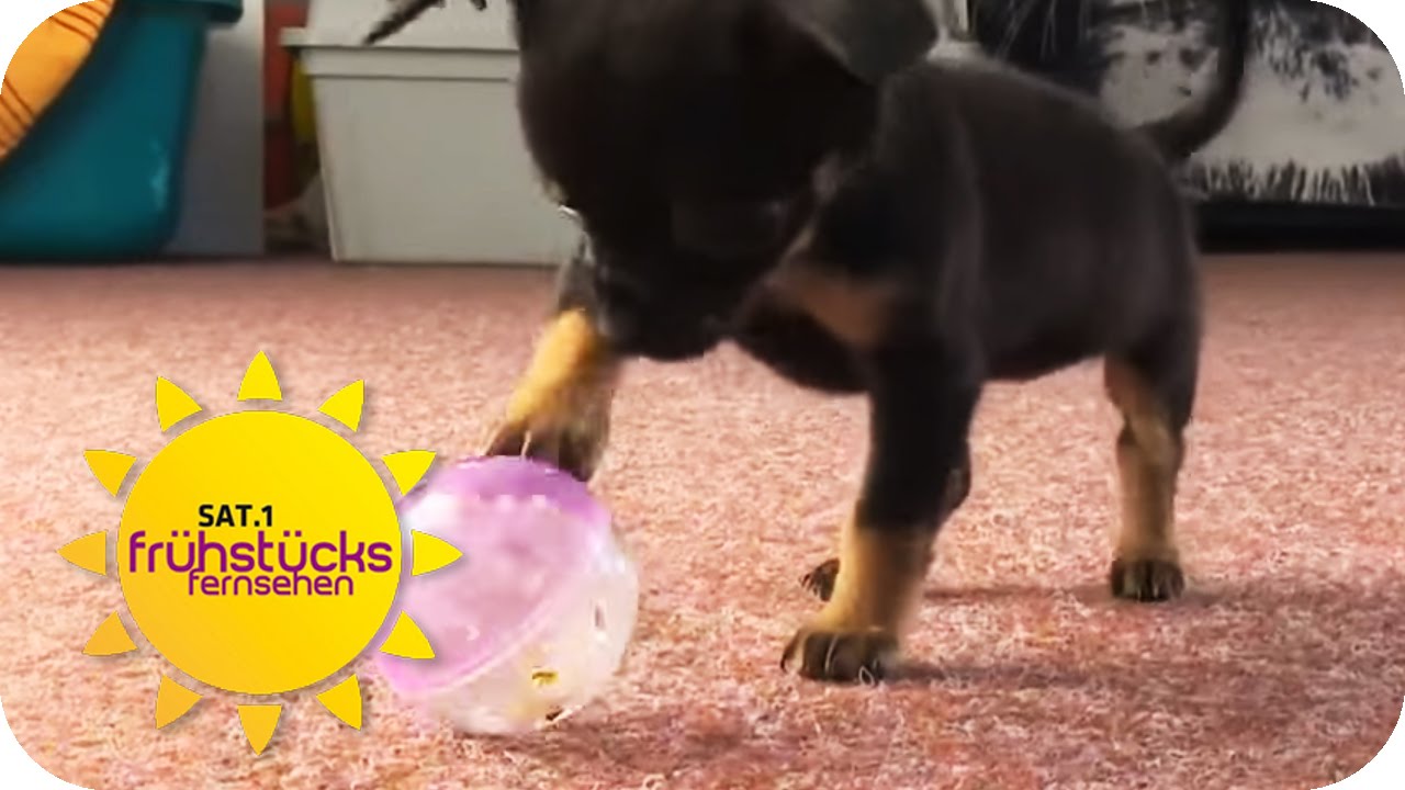 Das miese Geschäft mit den Hundewelpen | SAT.1 Frühstücksfernsehen