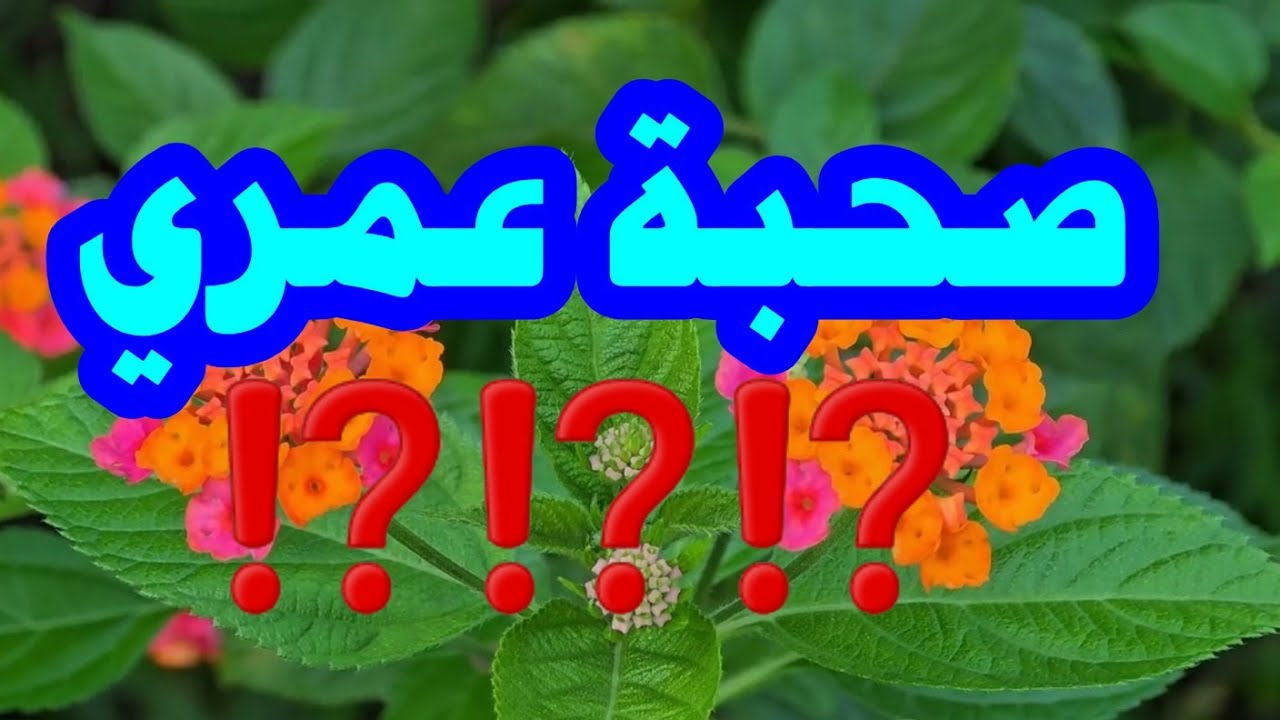 صحبة عمرى  ⁉️⁉️⁉️
