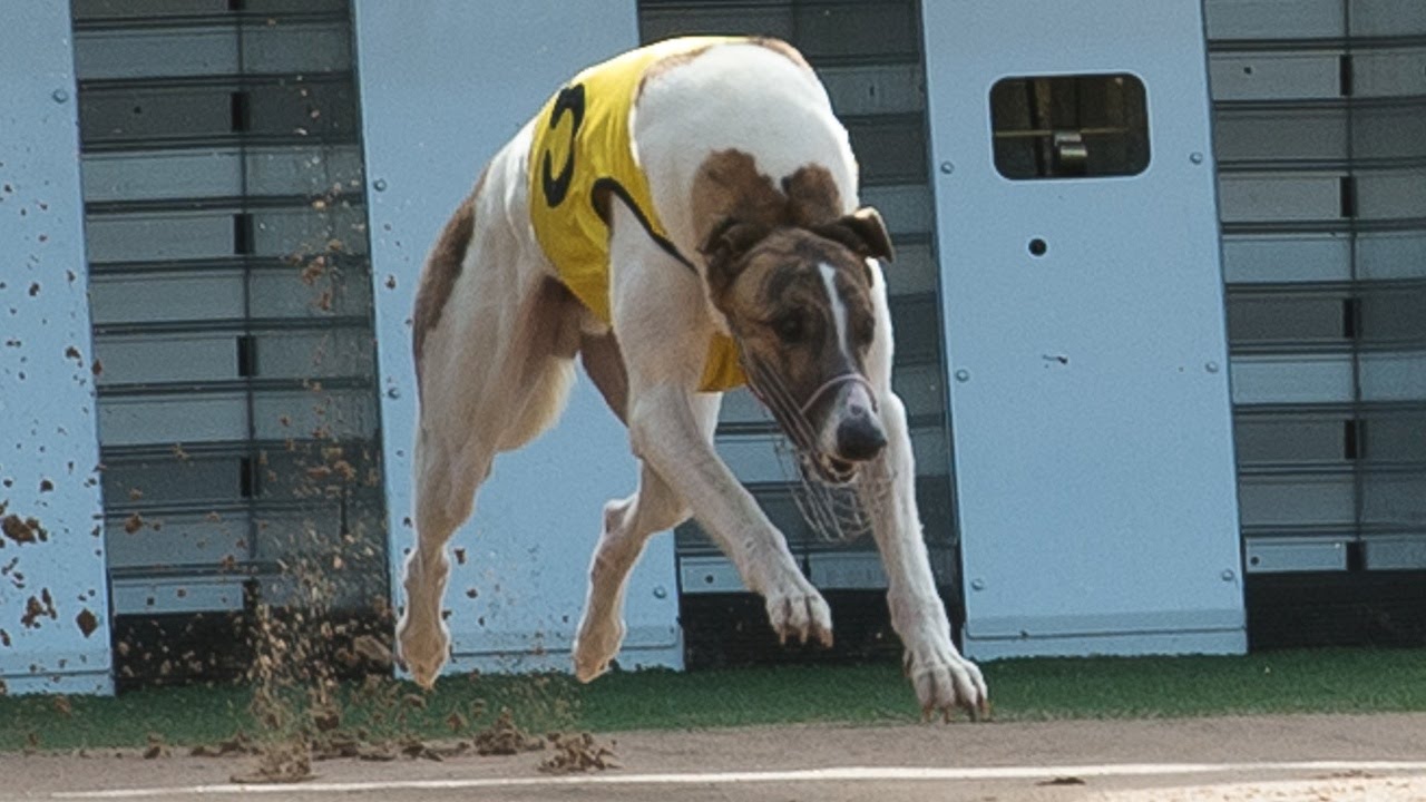 Fernando Bale trials in preparation for Melbourne Cup
