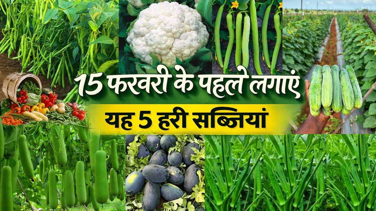 फरवरी में कौन-सी सब्जी लगाएं? कम समय में तैयार होने वाली लाभदायक फसलें | The Advance Agriculture