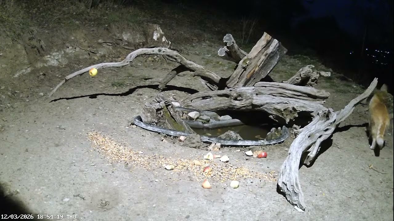 live streaming  animali Appennini umbro - marchigiano: ricci, cinghiali ,volpi istrici, lupo.