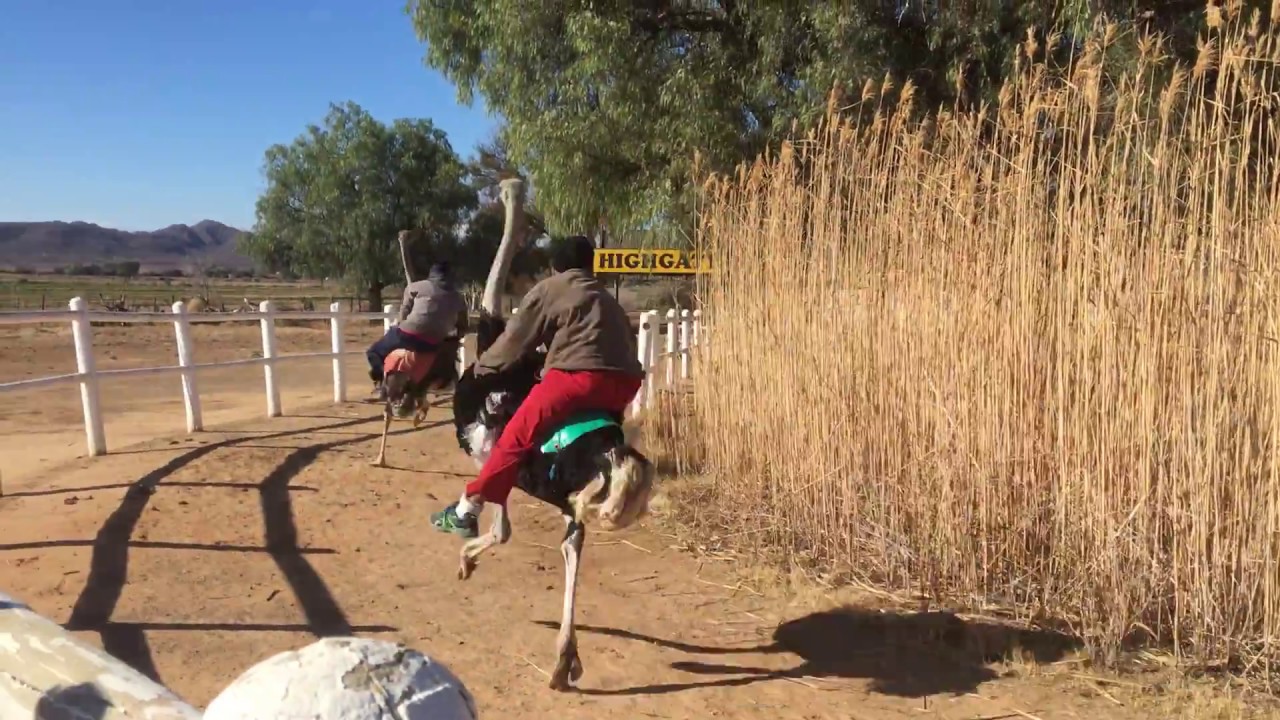 【South Africa】Ostrich Jockey Race!!