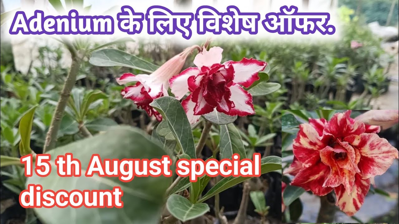 Adenium lover के लिए विशेष ऑफर. ,15th August ,2025 kiya special offer.