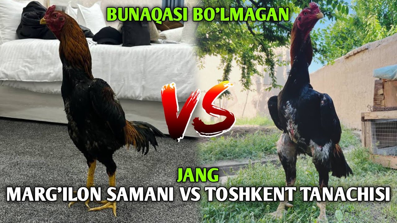 🔥🔥Топ 5 чемпион 🏆 хурозлар  🐓