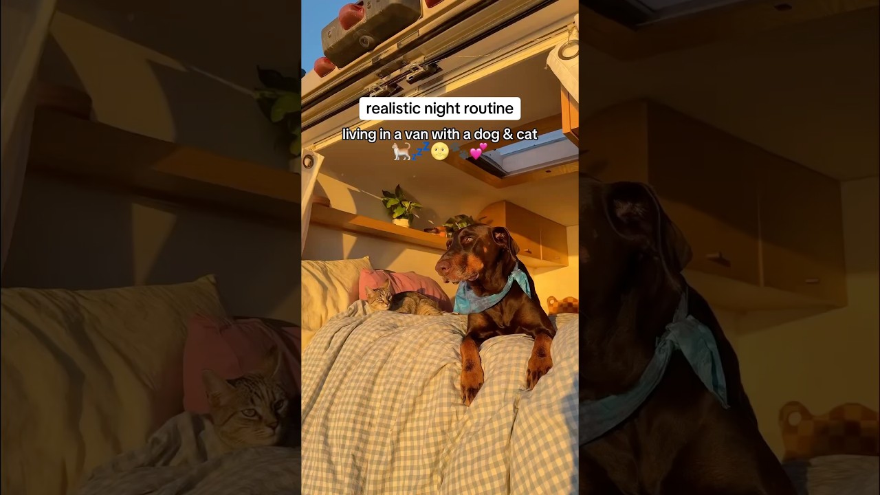Van Life Night Routine With A Dog & Cat✨ #vanlife
