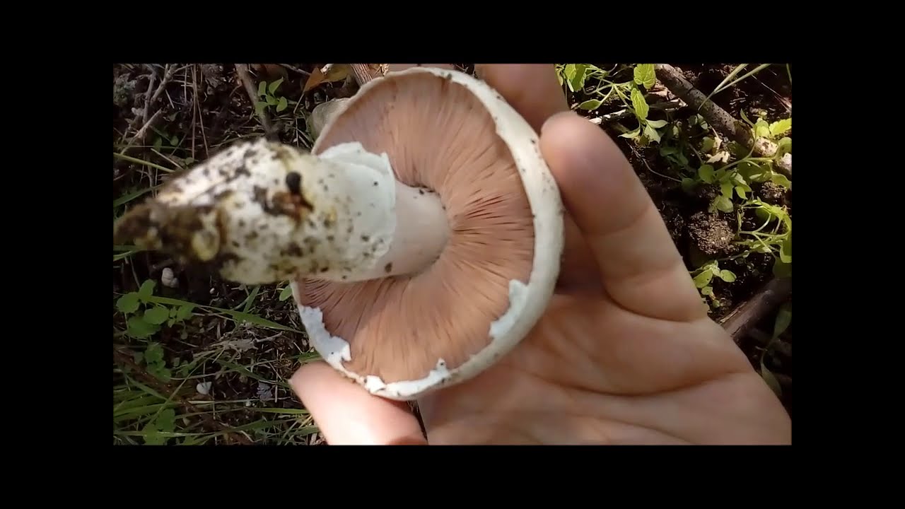 Un fungo tipico degli ambienti urbani, il tossico Agaricus bresadolanus