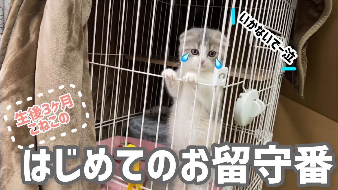 【マンチカン子猫】子猫が初めてのお留守番で寂しくてこうなりました…