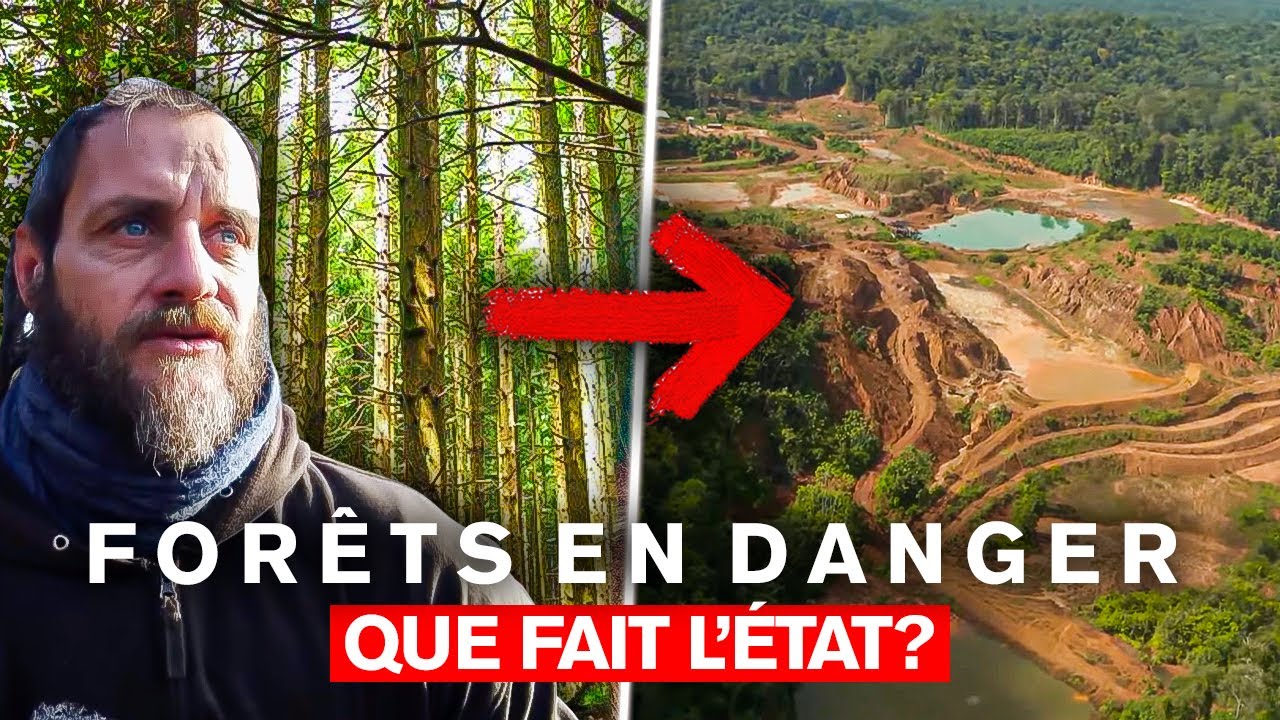 For&ecirc;ts en danger : que fait l'Etat ?