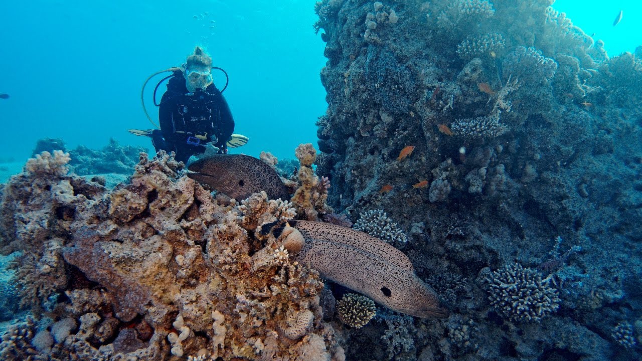 Tauchen in Ägypten 2025 #liveaboard #MYDiscovery2