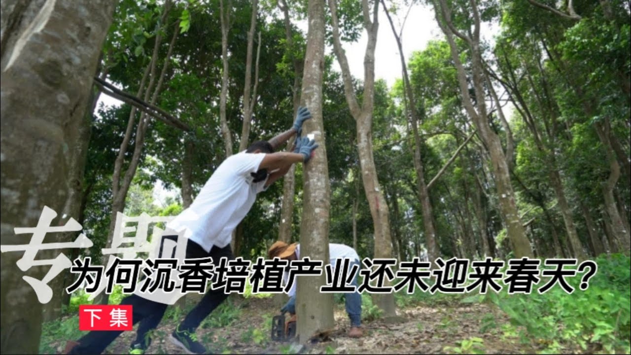为何沉香培植产业还未迎来春天？