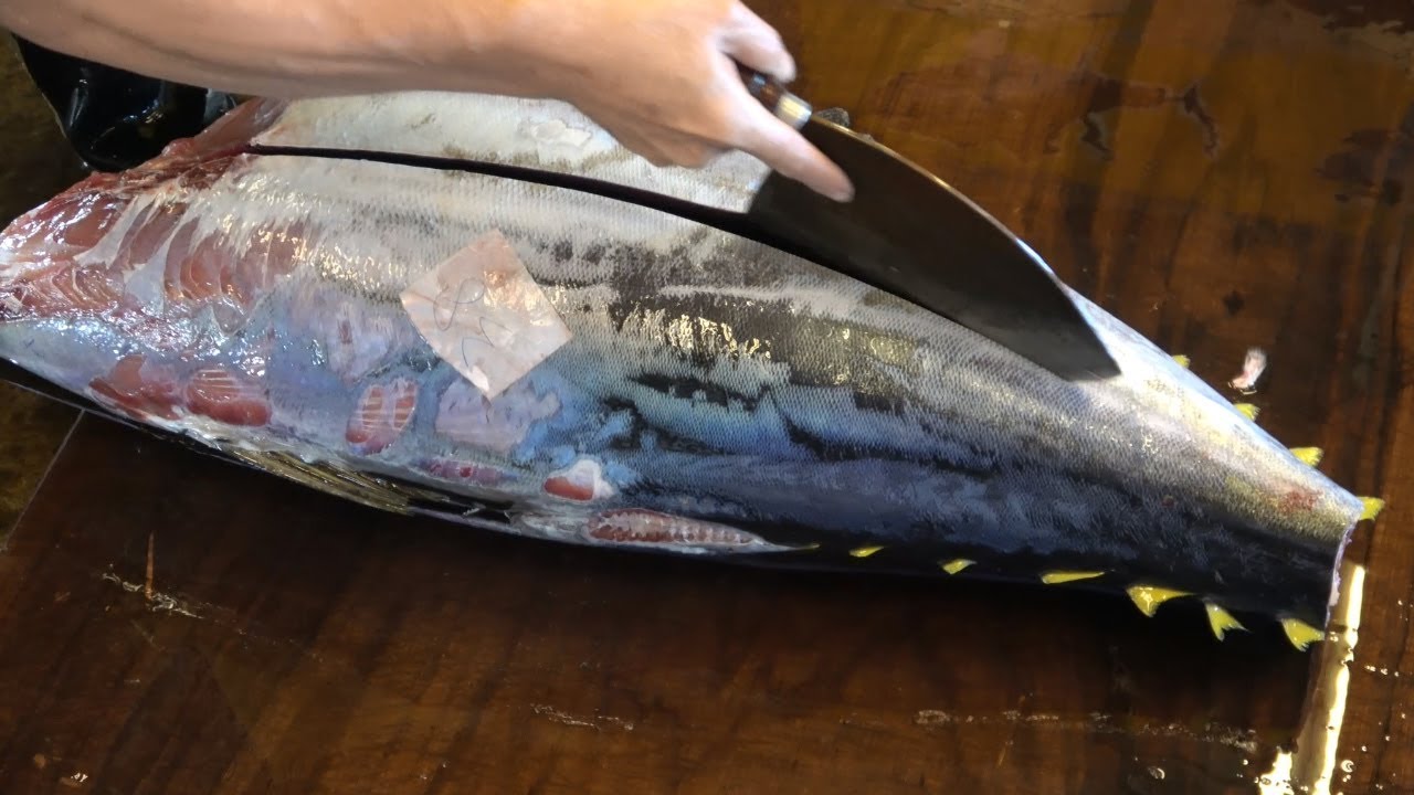 Monster Yellowfin Tuna Cutting for SUSHI  SASHIMI MEAL