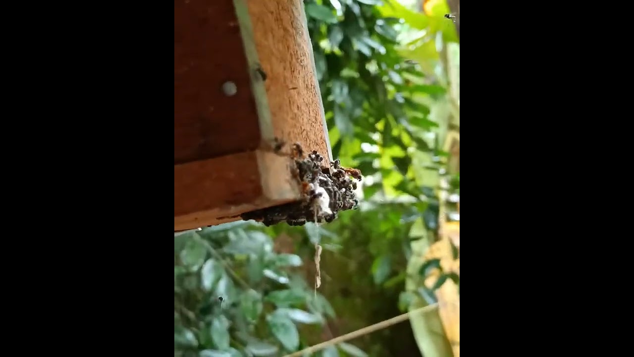 #stingless bees സ്വർമിങ് successful trap #stingless bee #trigona swaming, #farming honey