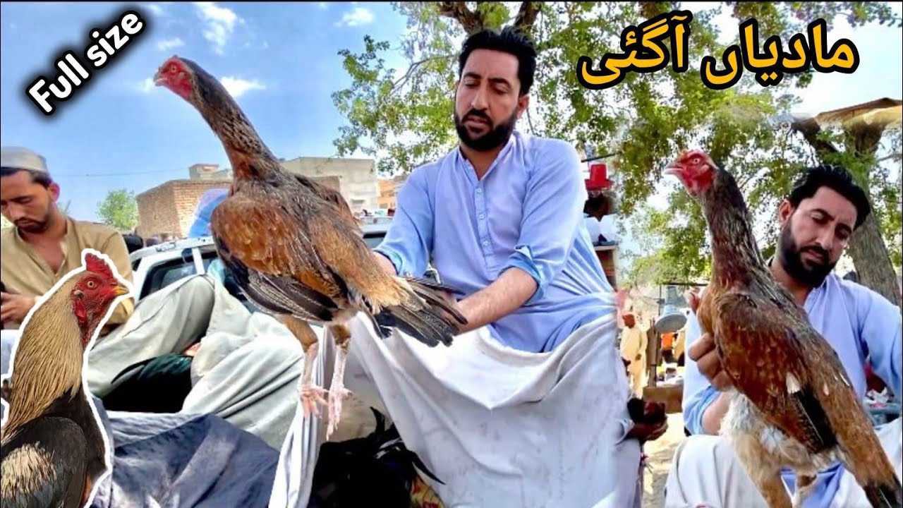 Full size madiyan Aagyin|Aseel murga mandi|Sasti MANDI|Cheap rates