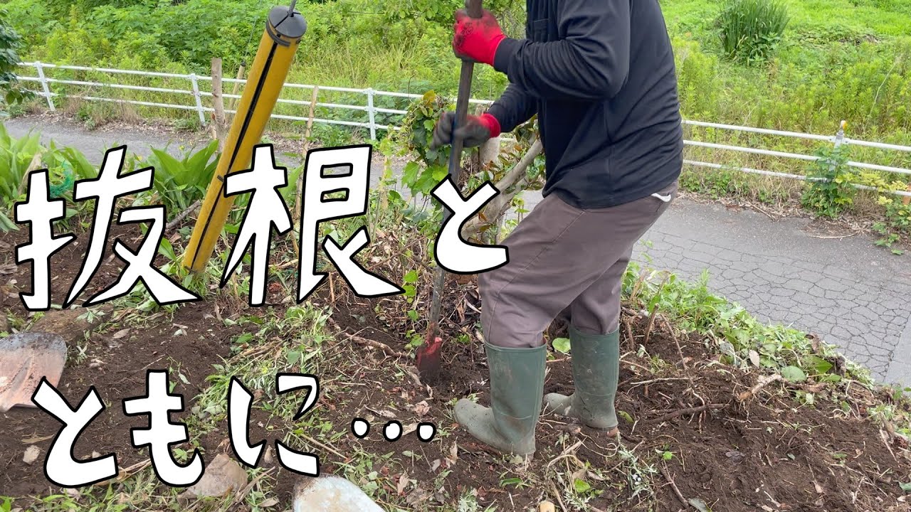 第84話 汚庭で久しぶりの抜根。偶然か必然か、２周年記念回はエモい抜根となりました。感謝！【CAT HOUSE DIY】
