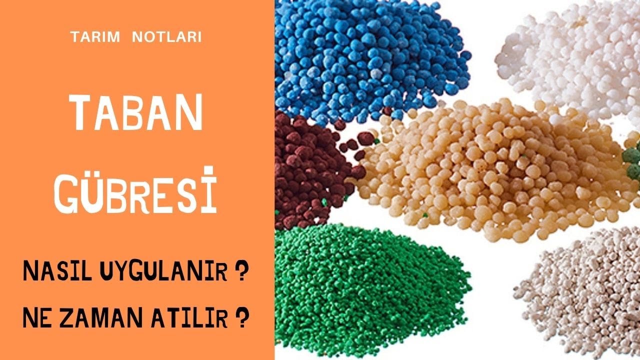 Zeytin ve meyve ağaçlarında toprakaltı gübreleme  ! Taban gübresi ne zaman atılır? nasıl uygulanır?