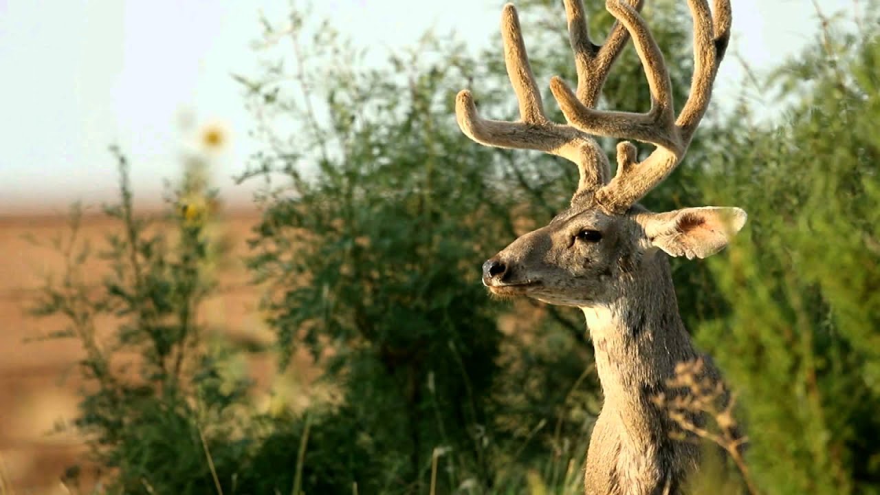 Texas Wild: Llano Estacado Aerial View