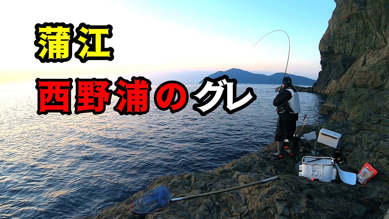 蒲江 西野浦 地磯のグレ