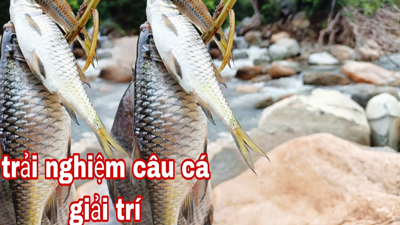 trải nghiệm trong rừng câu cá suối, cá ăn mùi mọi tay|phúc làng tv