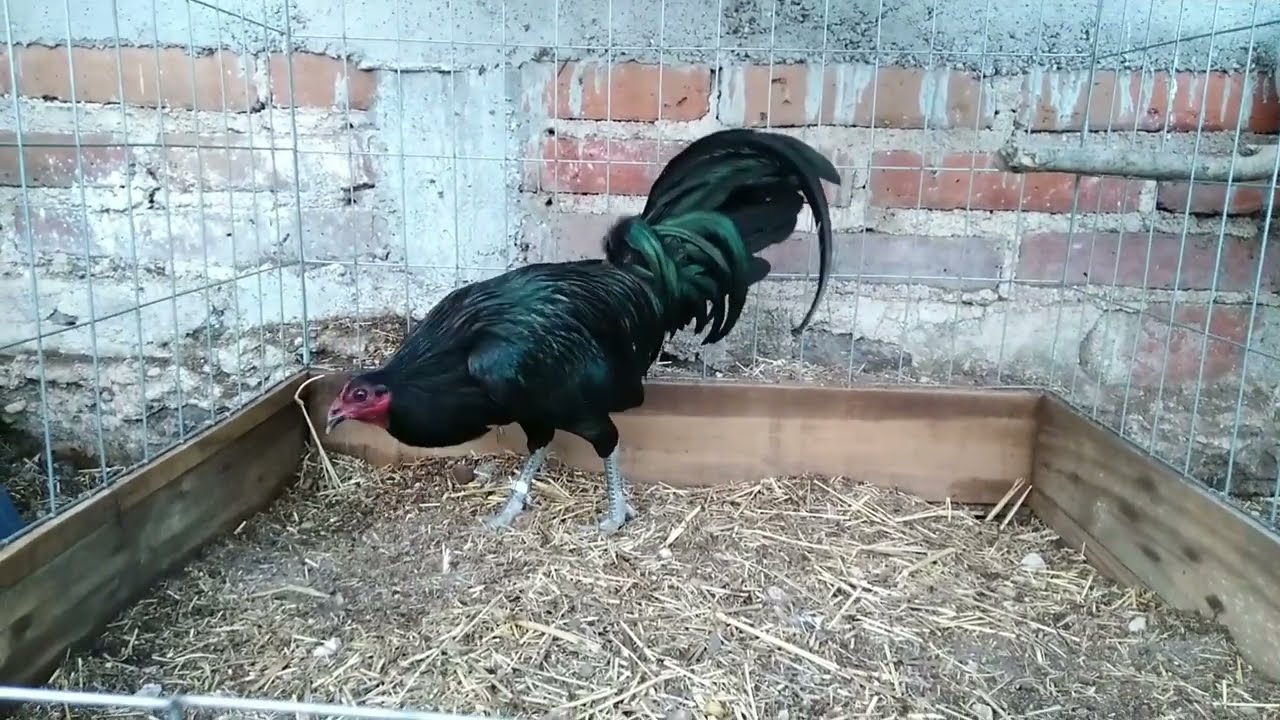 ALISTANDO LOS SEMENTALES 🐓