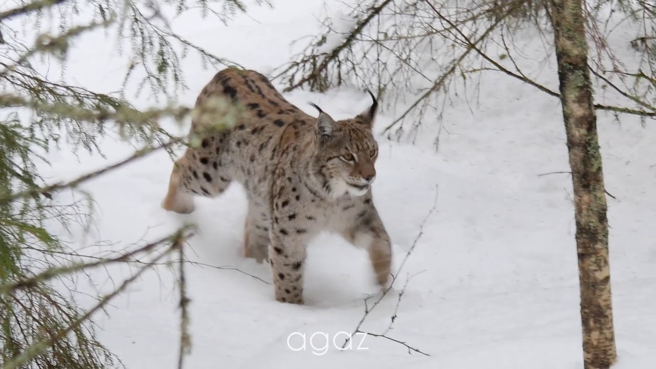 Gaupe i skogen - A wild Eurasian lynx in the Norwegian forest.