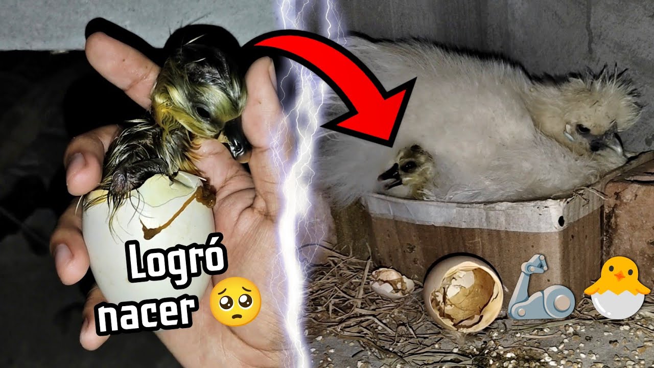 YA NACIÓ! 🐣✨ Y ES UN... #GANSO ?! 😅