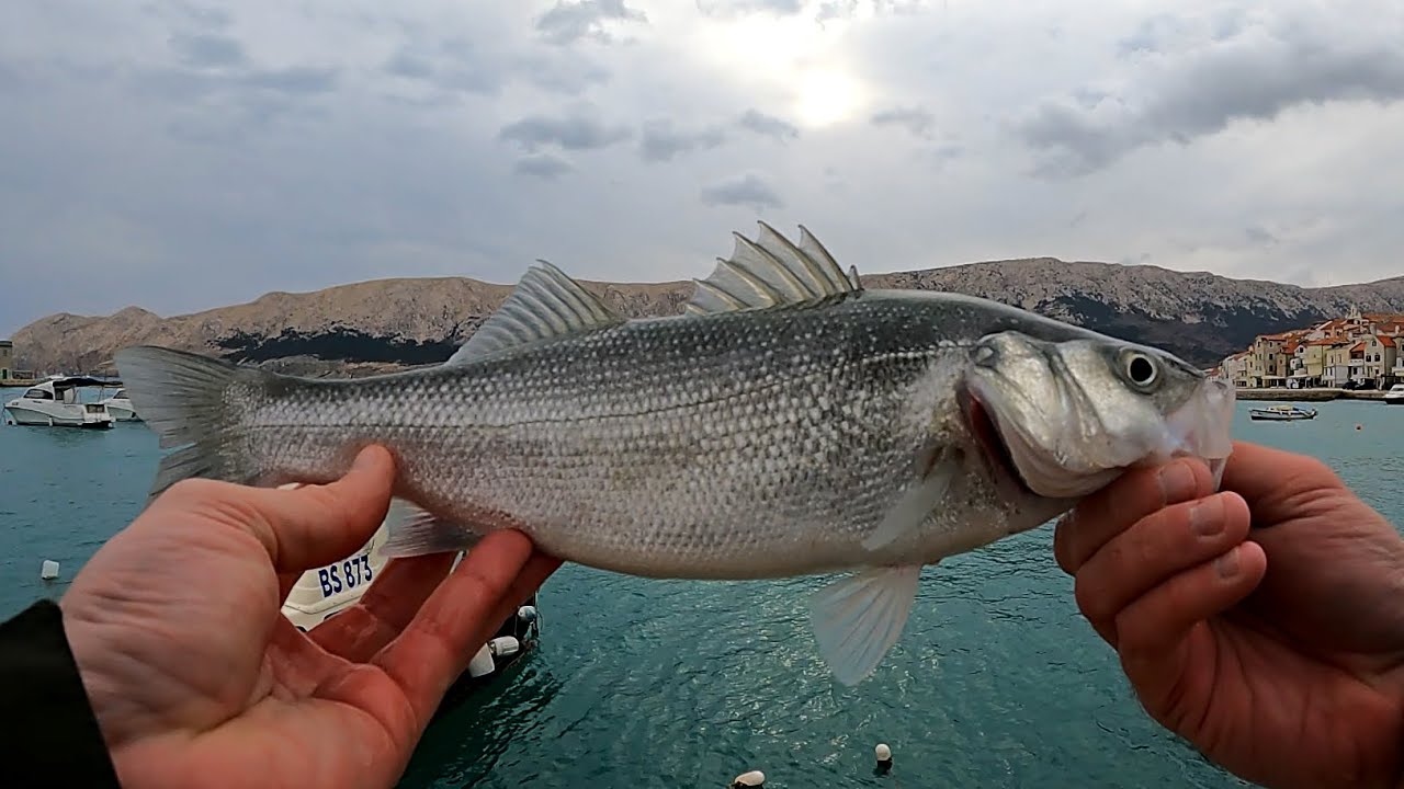 Спиннинговый морской окунь Башка остров Крк ХОРВАТИЯ