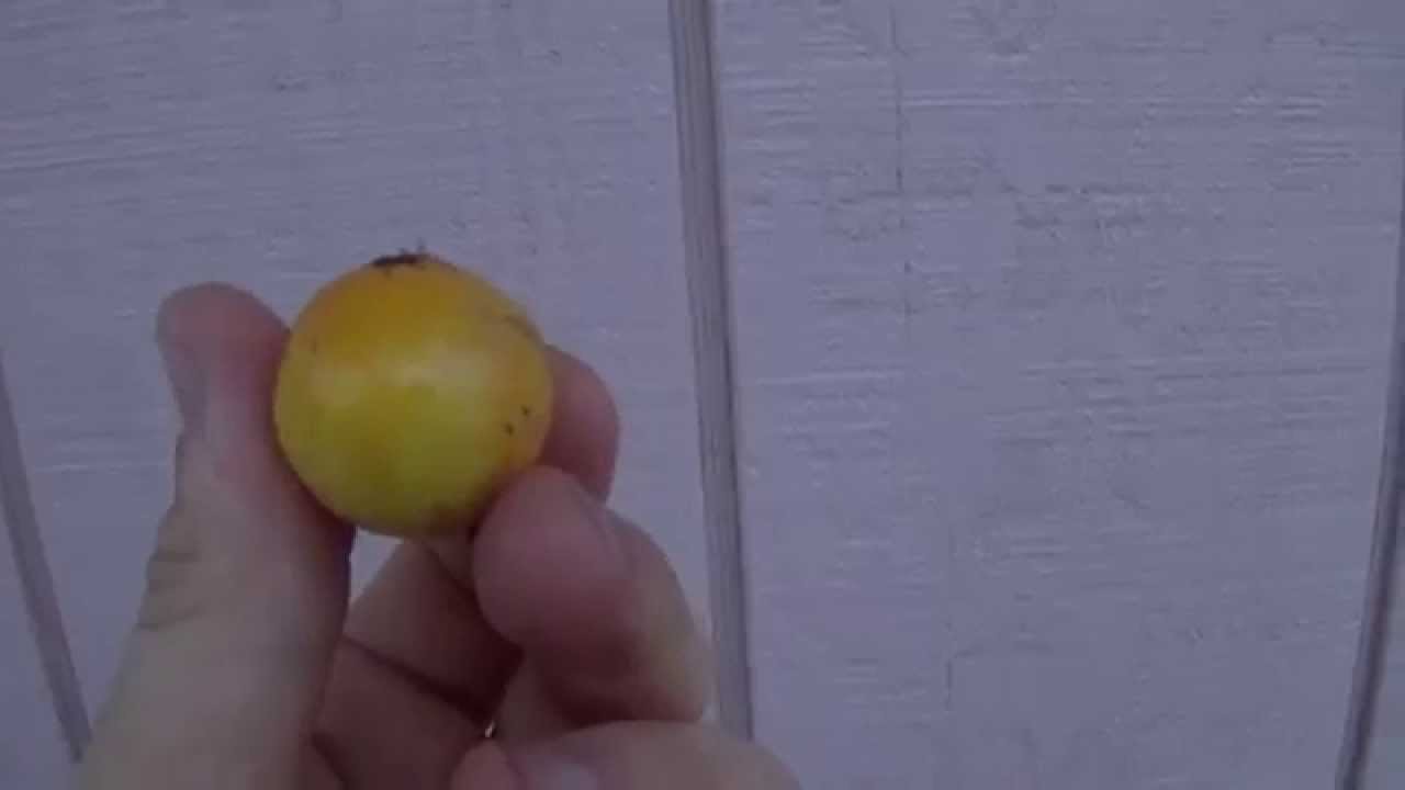 Lemon Drop Mangosteen