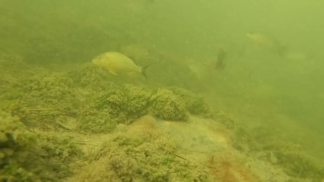 What's Under Alabama Jacks in the Florida Keys?