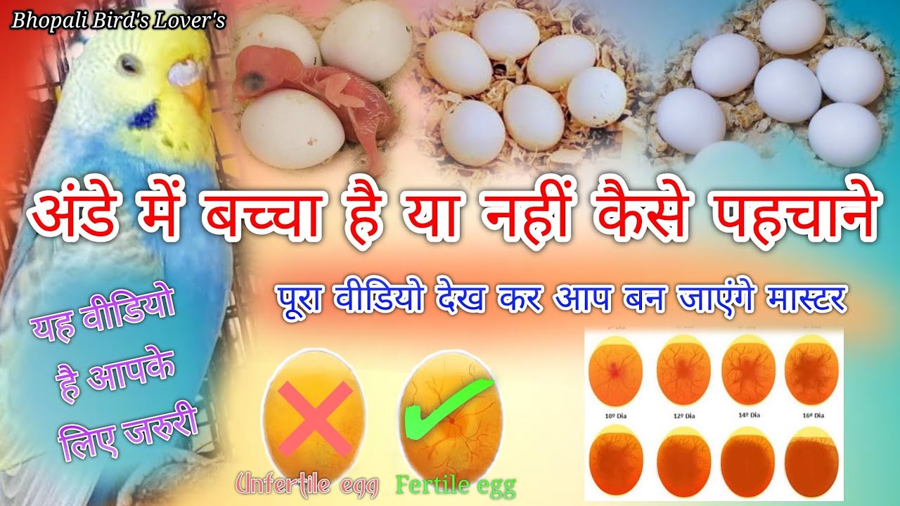 budgie's parrot ke Ande sahi hai ya nahin // अंडे पहचानने का तरीका इस वीडियो में #bhopalibirdslovers