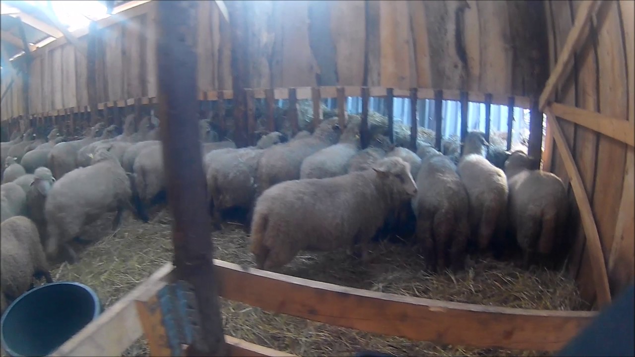 Feeding Sheep with hay (Winter)